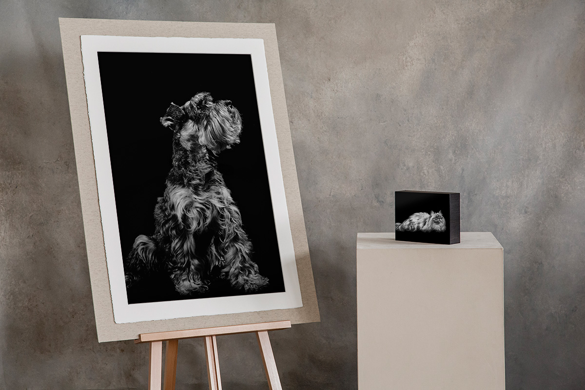 luxury dog photographer london