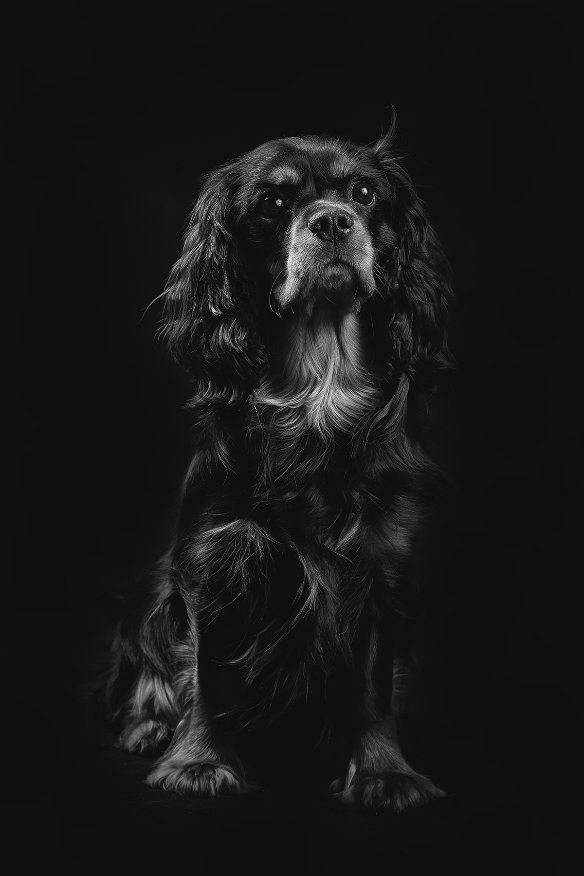 luxury pet photographer london