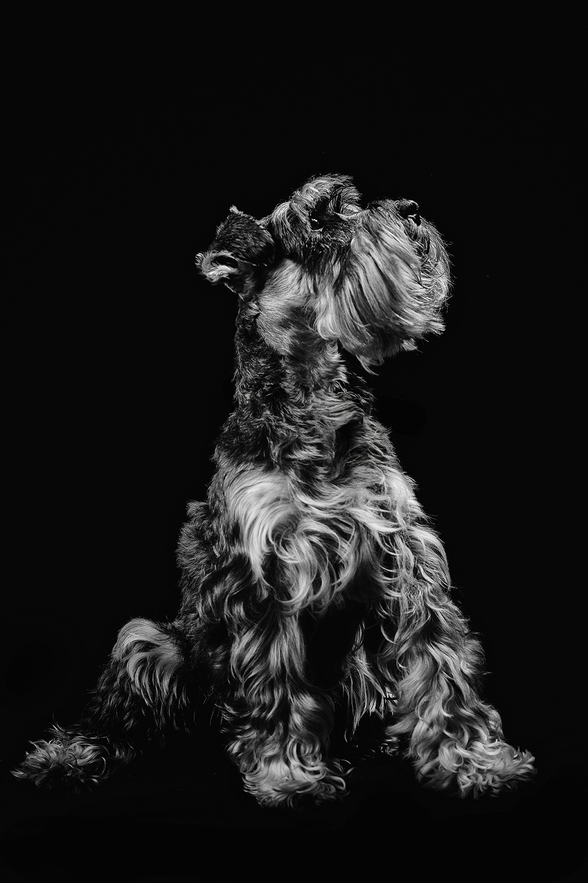 luxury pet photographer london