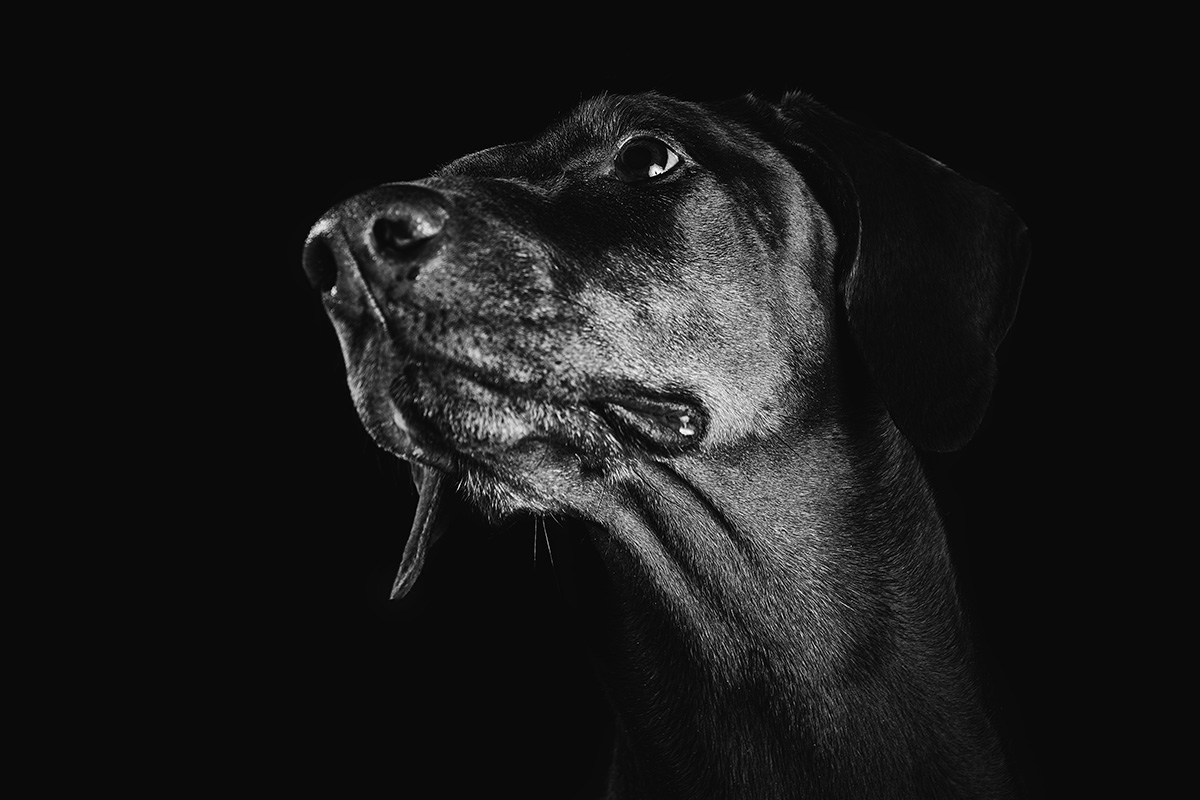 luxury pet photographer london