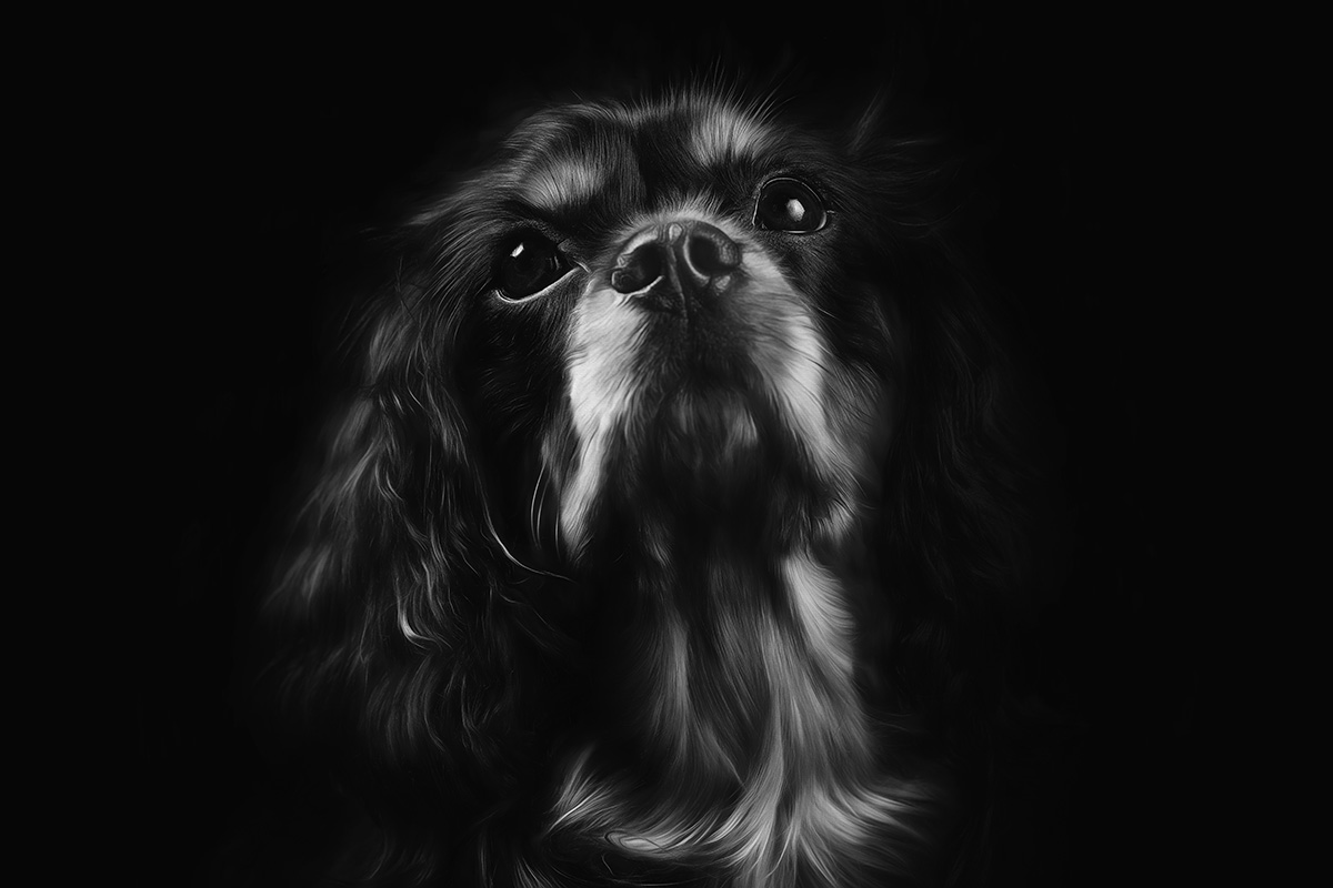 luxury pet photographer london
