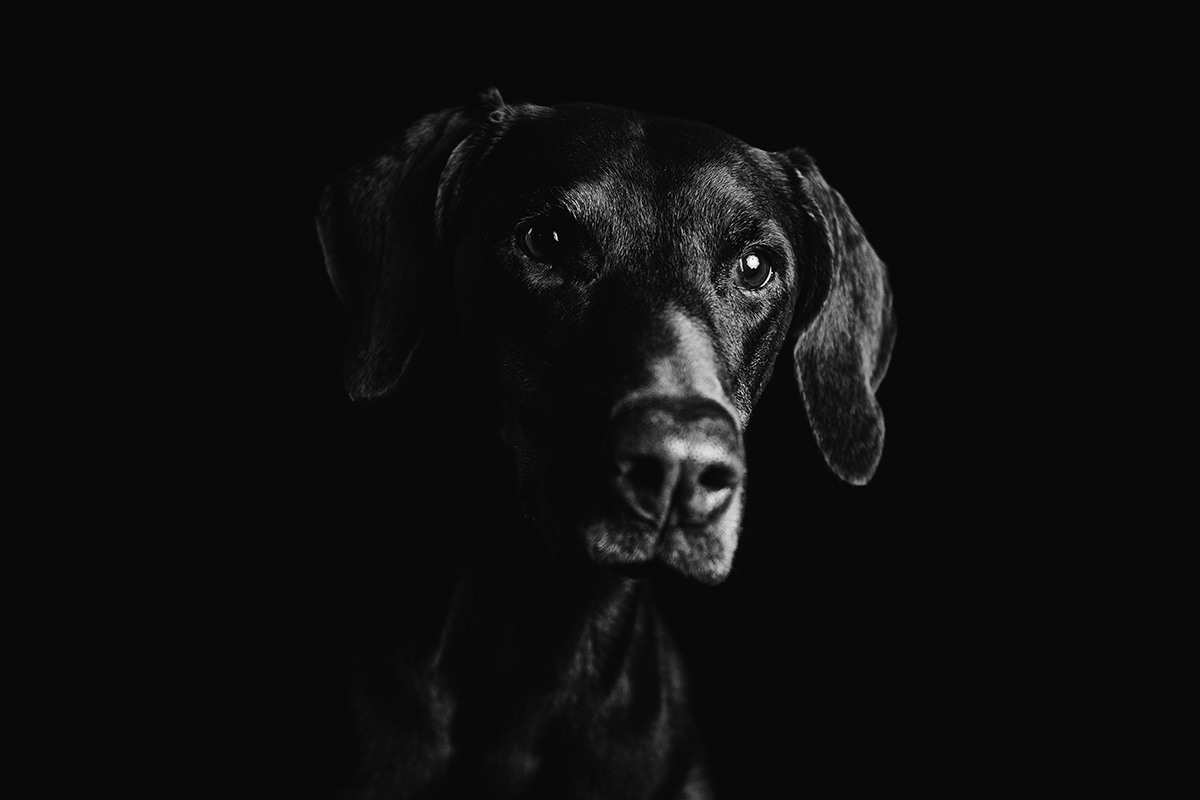 luxury dog photographer london