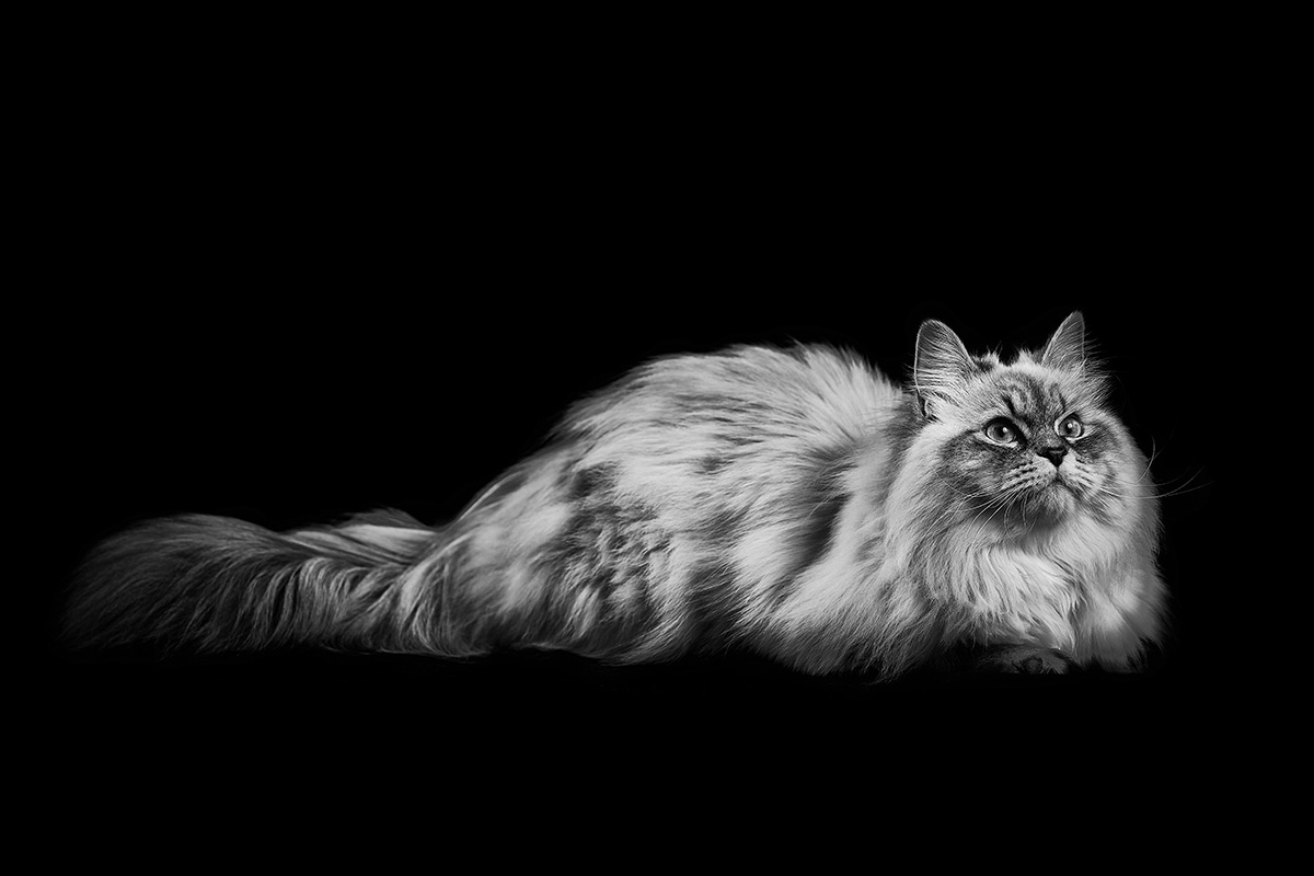luxury pet photographer london