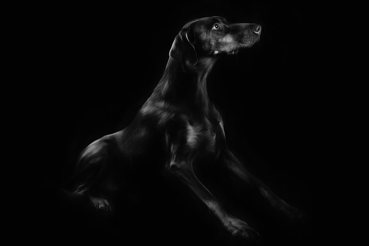 luxury pet photographer london